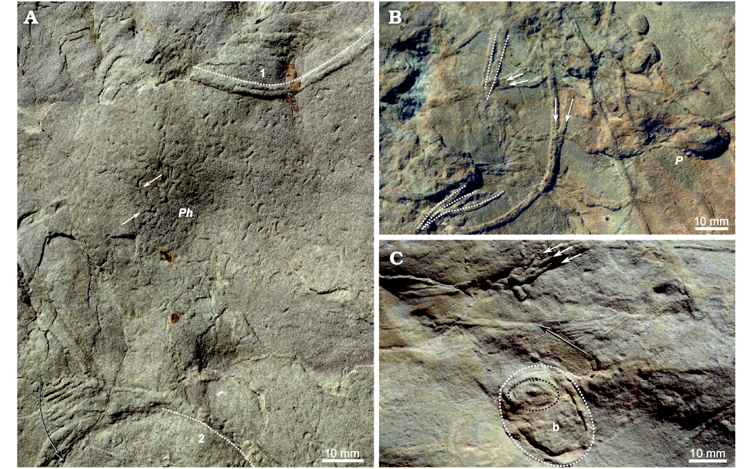 Trace Fossils Burrows