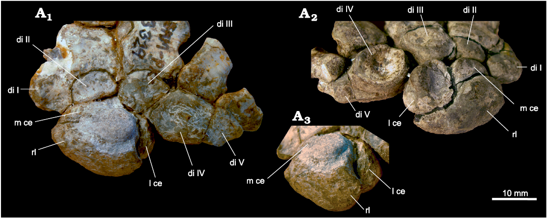 Specimens of Galesaurus planiceps included in the present study showing