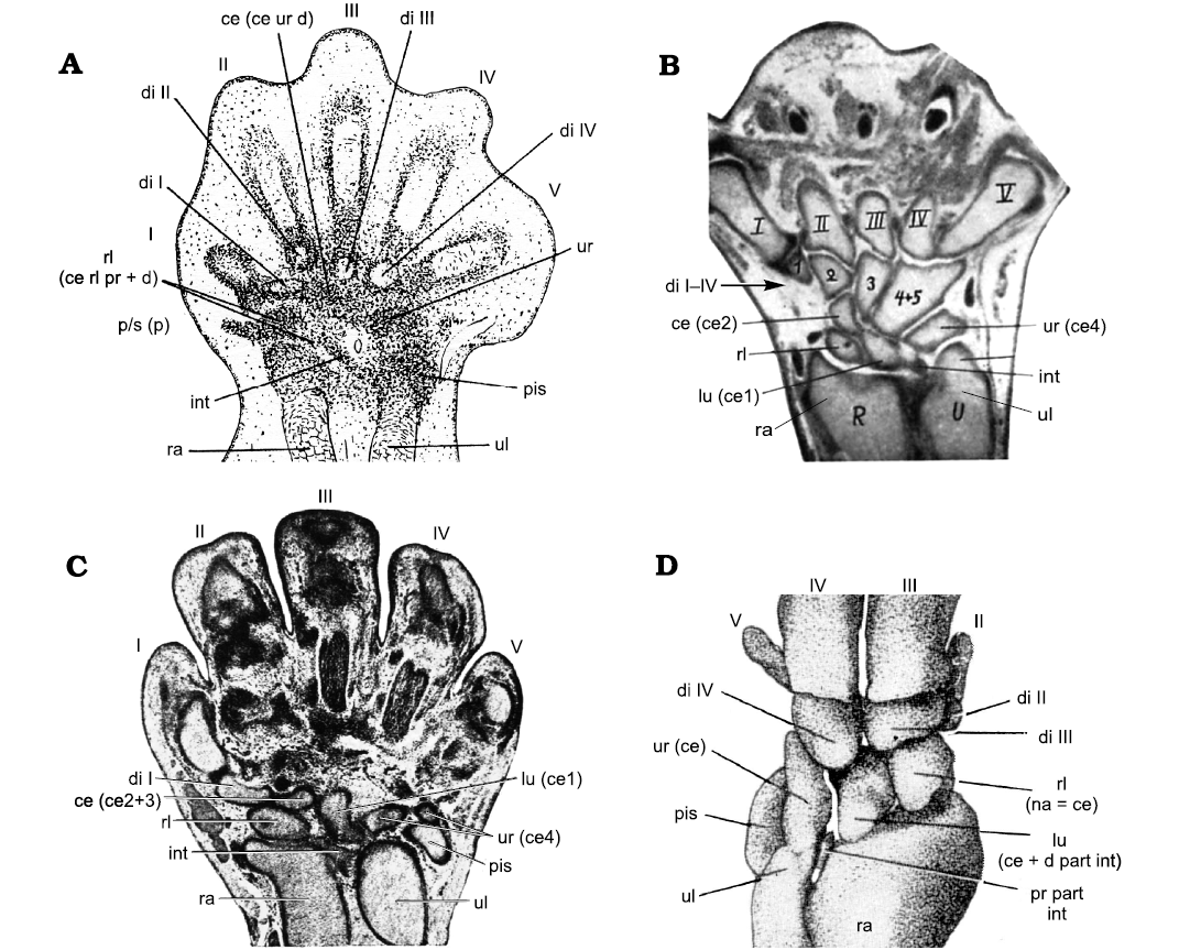 Renderings of stem therians in ventral view. a, b Höövör petrosal