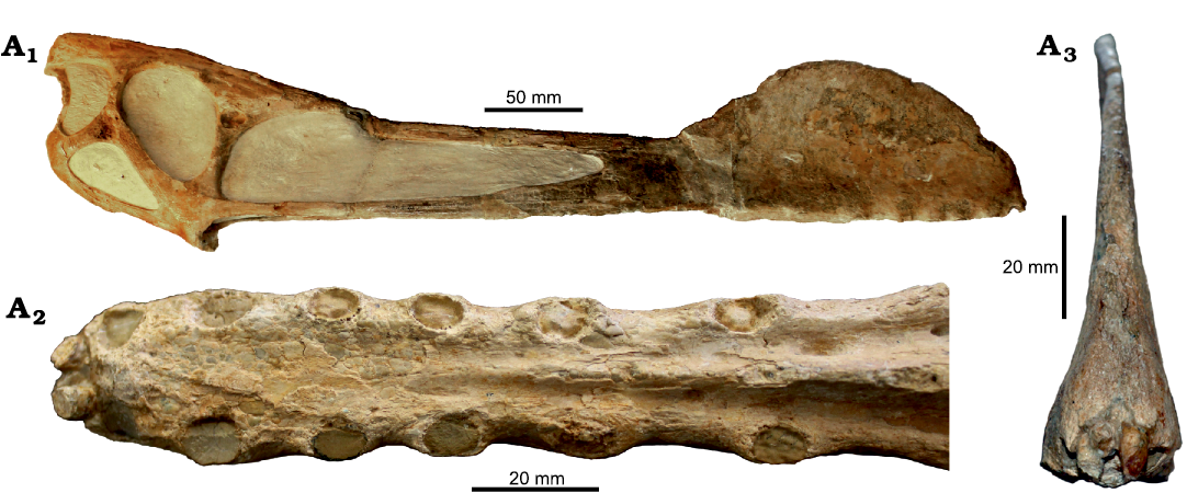 A Basal Tapejarine (Pterosauria; Pterodactyloidea; Tapejaridae) from the  Crato Formation, Early Cretaceous of Brazil