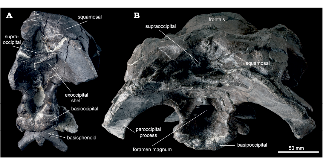 Maiasaura, a model organism for extinct vertebrate population