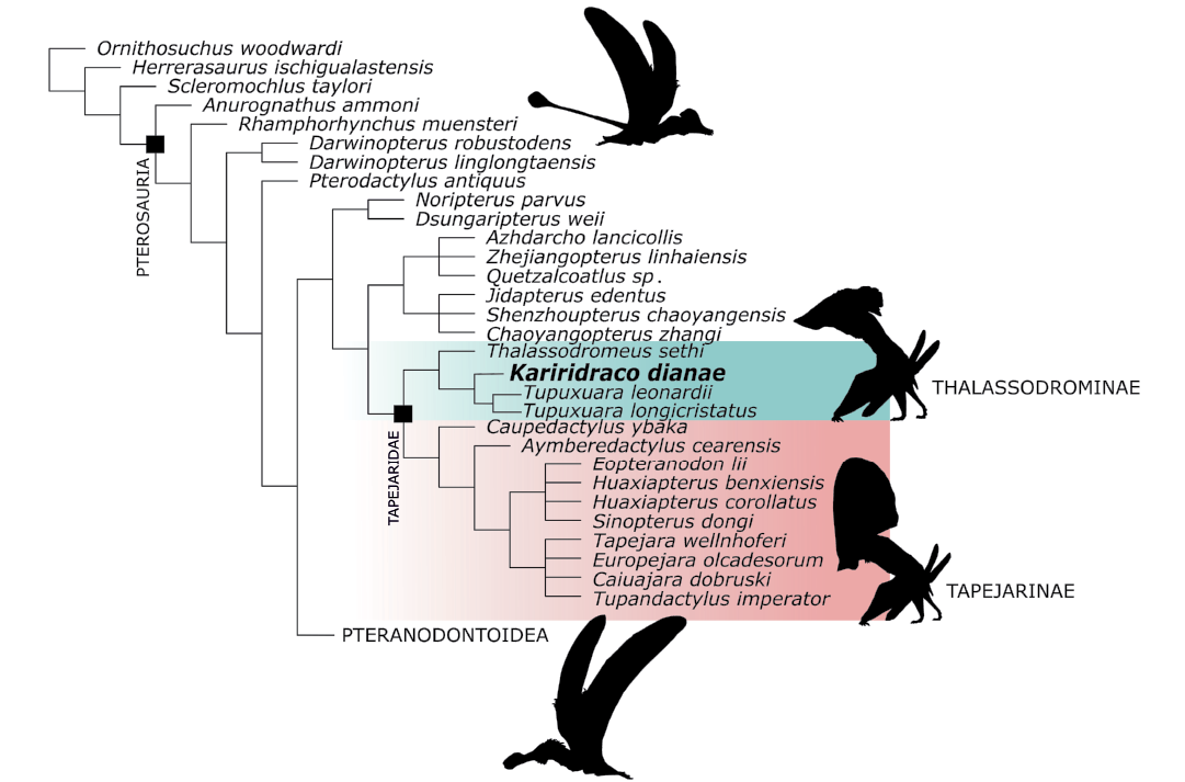Simplified phylogenetic proposal of the Pterodactyloidea ingroup