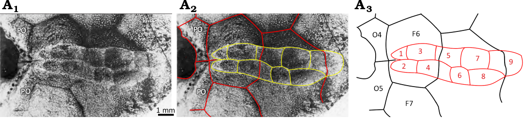 19707.png